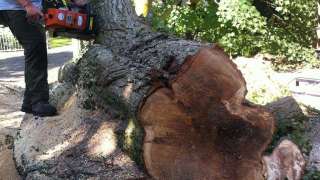 Waarde bomen rooien